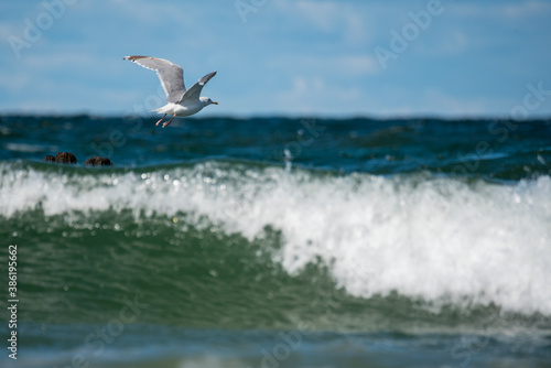 Sea birds on the coast. Terns and gulls on the Baltic beach sit © PhotoRK