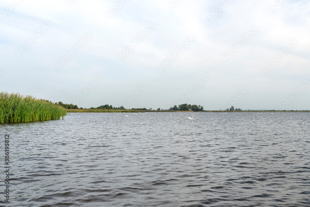 A flock of swans floating on the lake on a cloudy summer day, reeds and plants in the background. A flock of swans floating on the lake on a cloudy summer day, reeds and plants in the background.