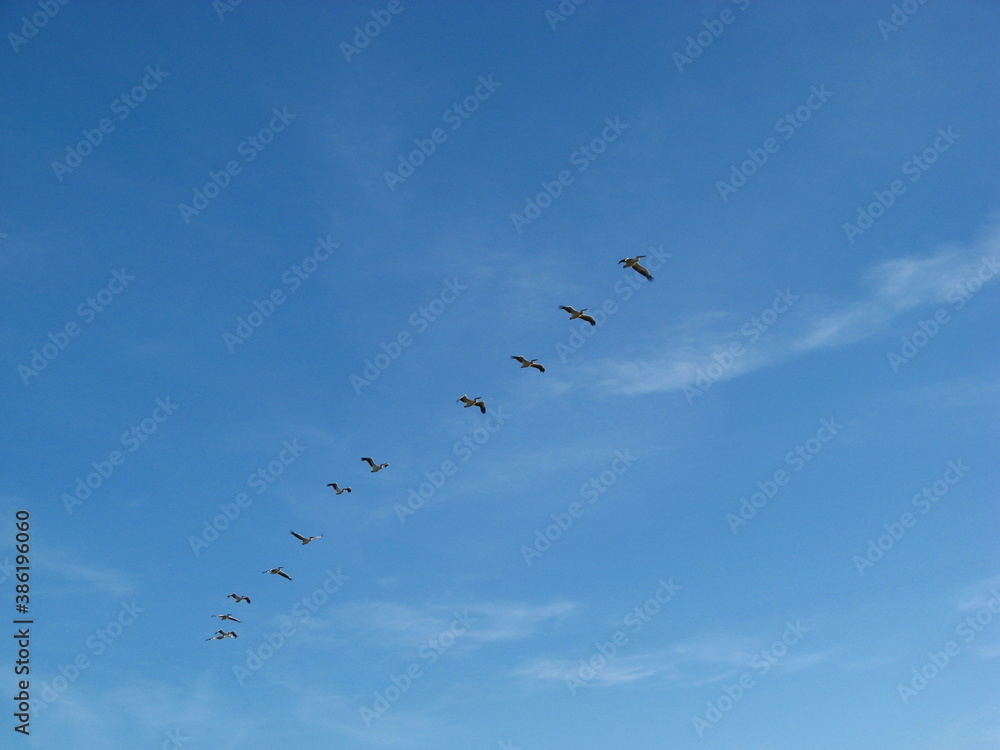 sky lake migratory birds school of birds summer day