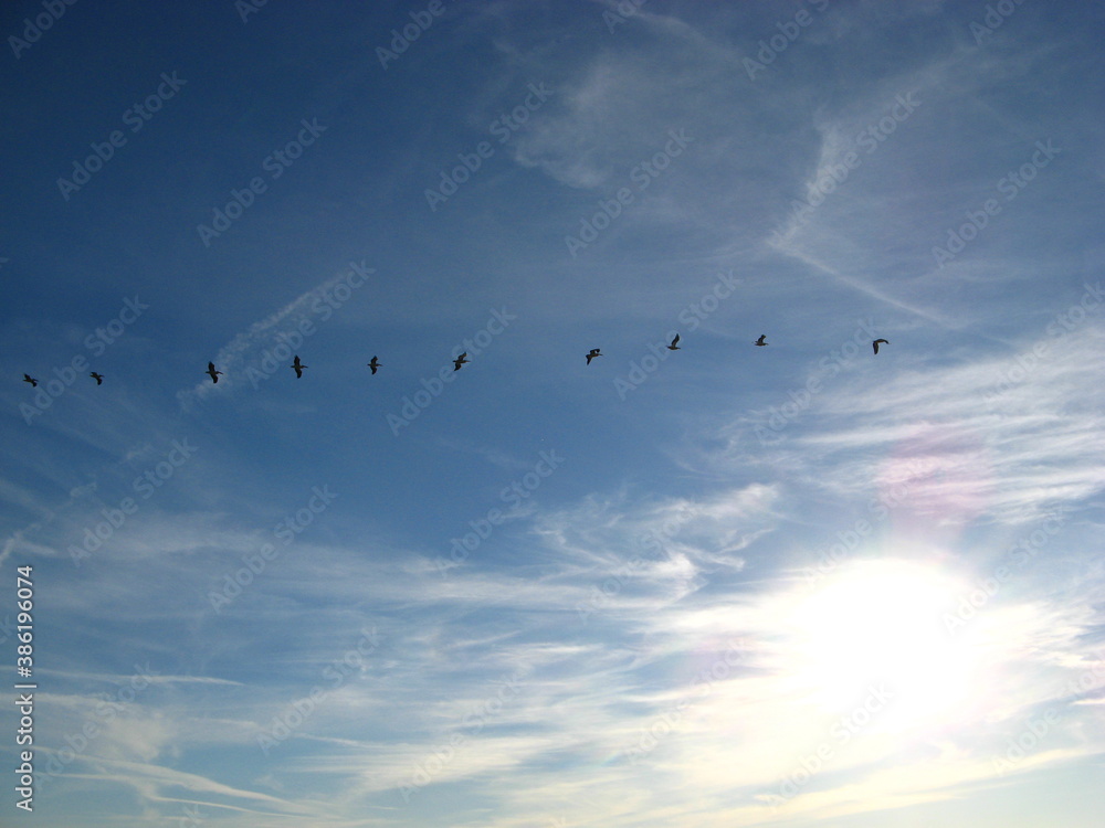 Obraz premium sky lake migratory birds school of birds summer day