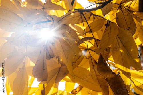 Sun shining through the beautiful yellow leaves of the Carya ovata tree photo