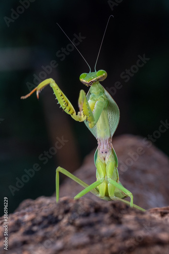 Green mantis on tree branch 