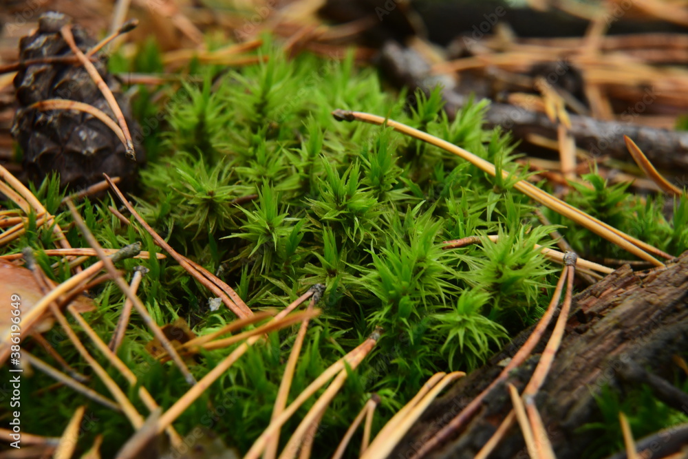 Moss on the surface of old tree in the autumn forest Moss on the surface of old tree in the autumn forest