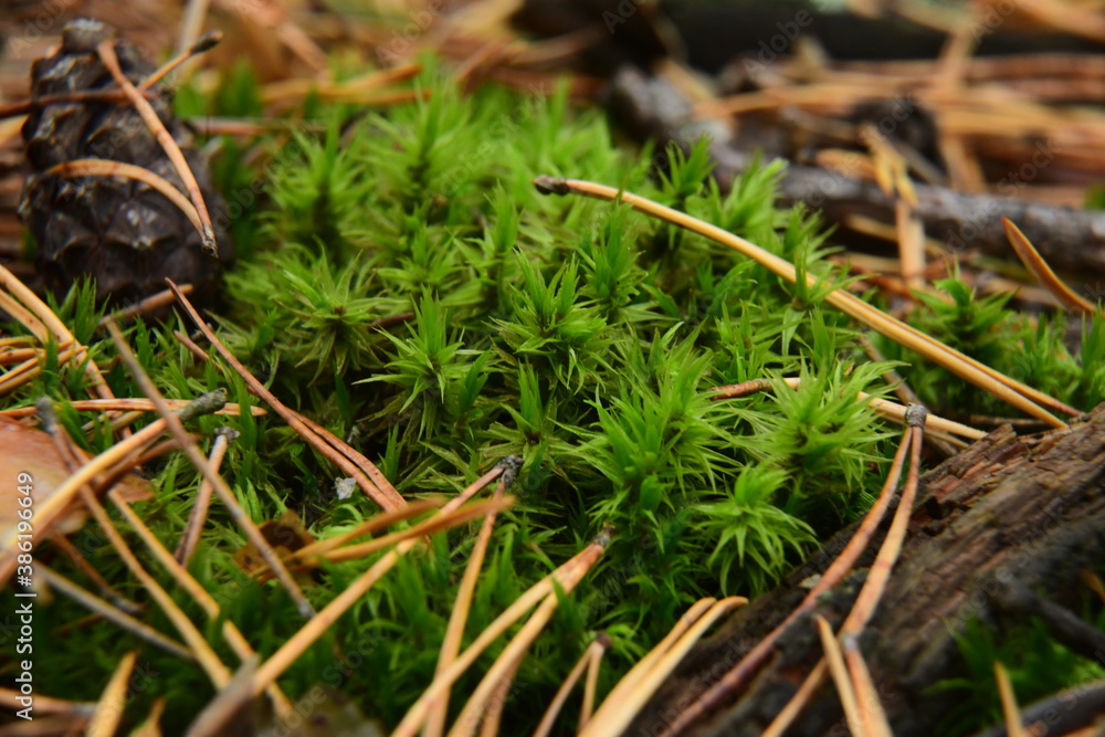 Moss on the surface of old tree in the autumn forest