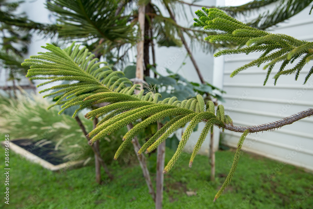 House Pine or Araucaria heterophylla House Pine or Araucaria heterophylla