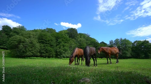 Wild Horses on the meadow. Green grass and beautiful animals. Stallions galloping Wild nature concept. Horses graze in the meadow and eat grass. Sunny summer day. Blue sky with clouds