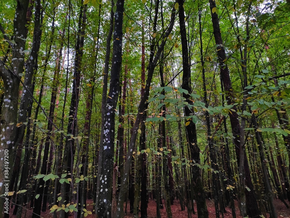 Fototapeta premium trees in the forest