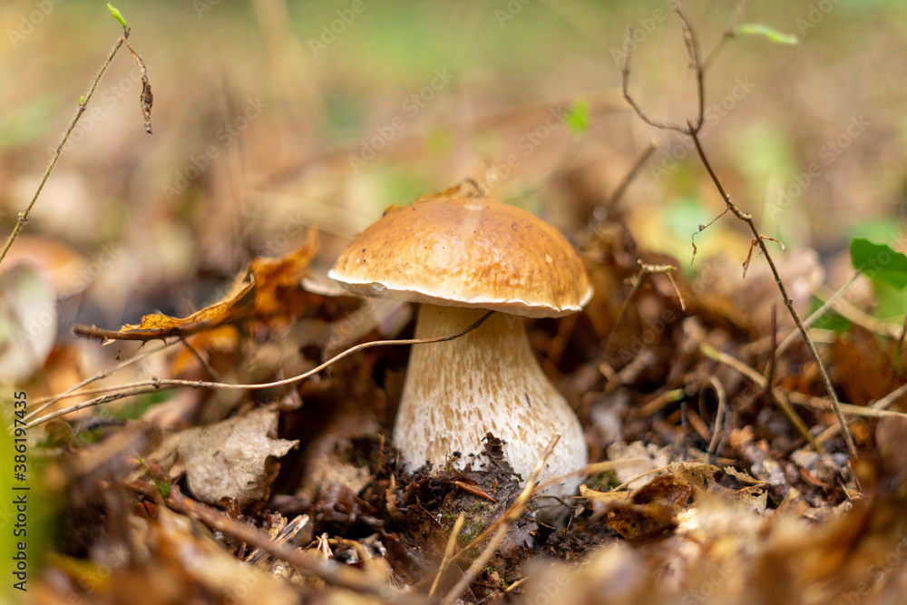 boletus alone in forest boletus alone in forest