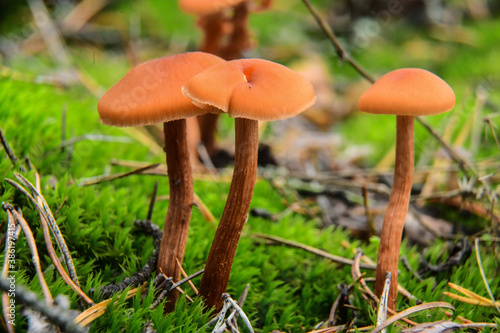 Poisonous mushrooms growing in a coniferous forest. Colorful toadstools in the grass. Autumn season.