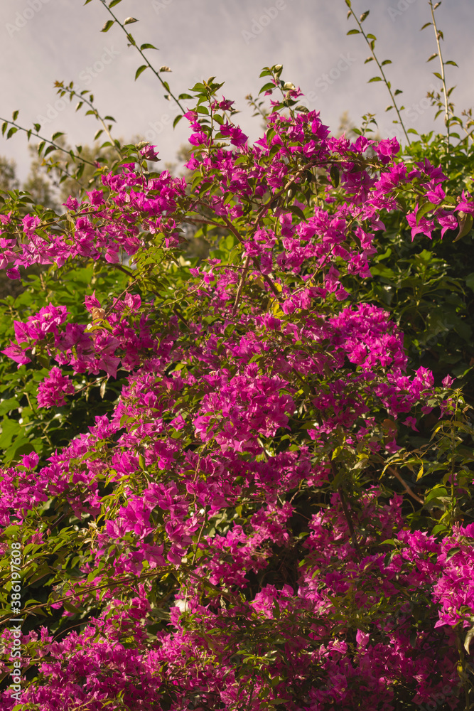 Obraz premium Pink bougainvillea flower (climbing plant) wall, green leaves, and cloudy sky at Park Güell, Barcelona, Spain