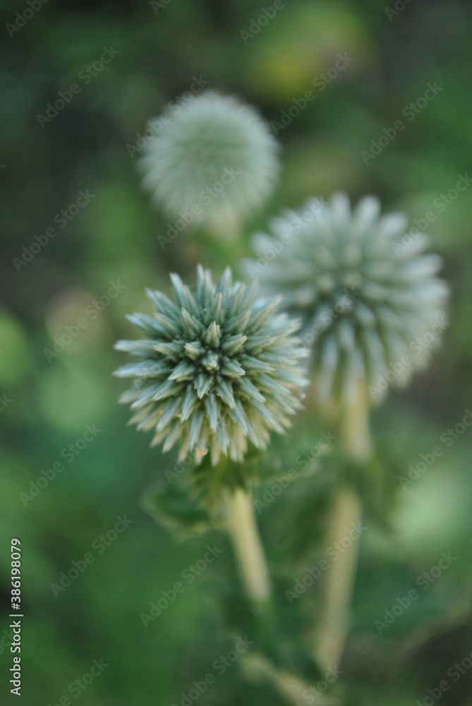 flowers inflorescence wildflowers drops of ross rain sun petals blurred background flowers inflorescence wildflowers drops of ross rain sun petals blurred background