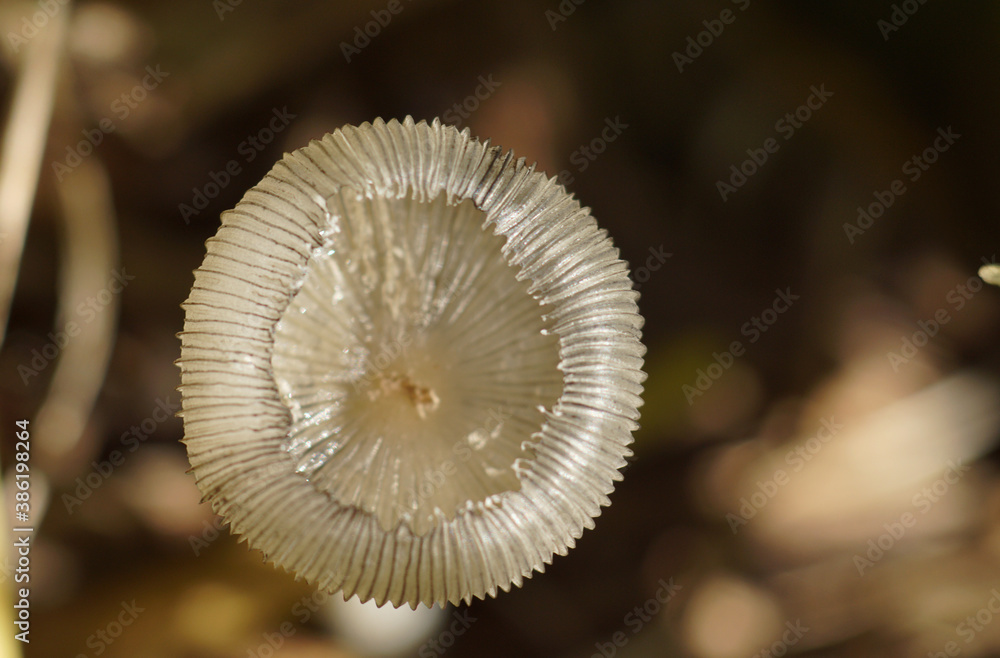 Close-up of cap's young mushroom in natural sunshine Close-up of cap's young mushroom in natural sunshine