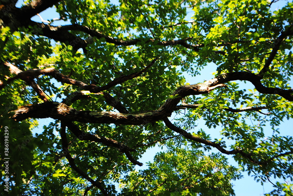 trees forest nature grass moss leaves branches nature trees forest nature grass moss leaves branches nature