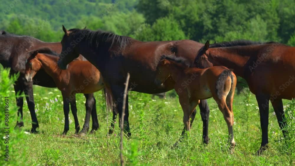 Horses will roam in a green meadow and eat grass. Two brown foals do not leave their mothers. Behind the animals is the forest. Horses will roam in a green meadow and eat grass. Two brown foals do not leave their mothers. Behind the animals is the forest.