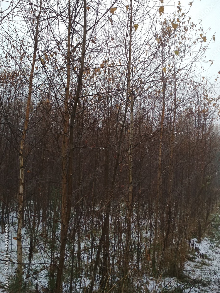 Autumn forest in the snow