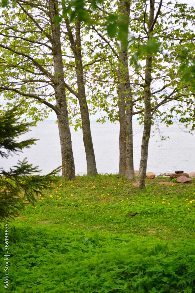 warm green spring day in Peterhof warm green spring day in Peterhof