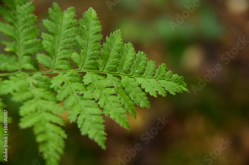 Close up of green ferns in a autumn forest