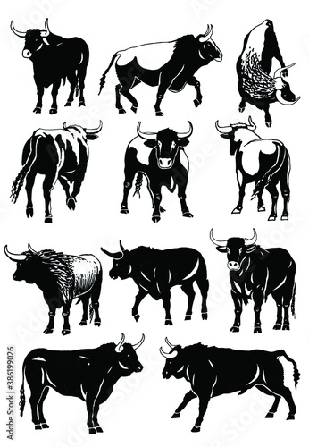 Vector set of oxen isolated on white background ink pen illustration