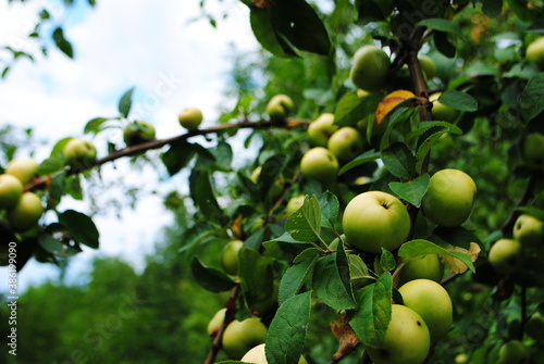 apples fruit trees branches trees foliage juicy fruits