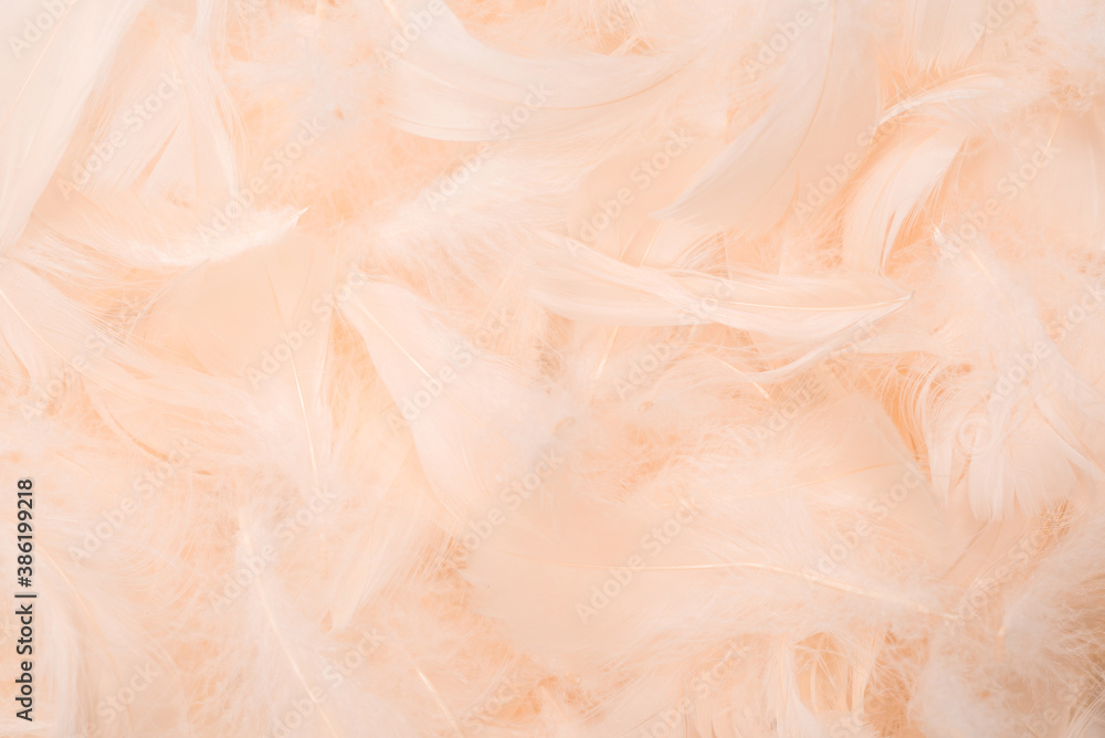 Fototapeta premium Colorful feather background, top view.