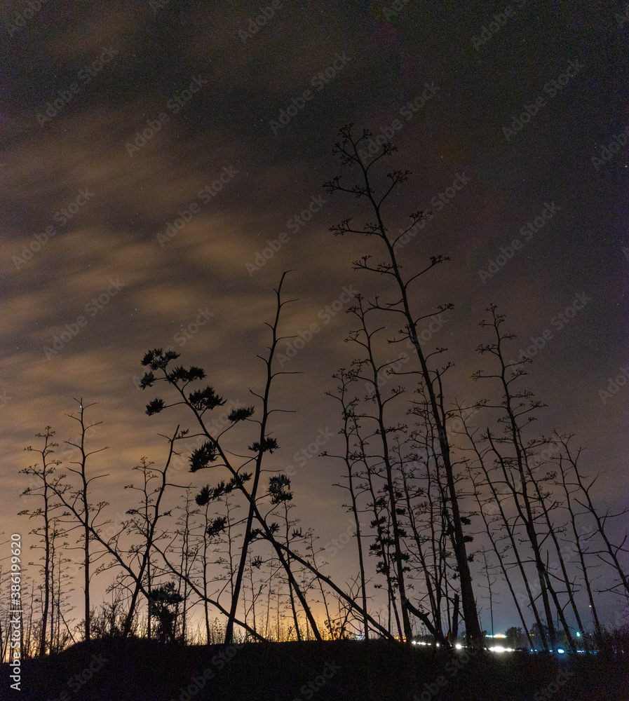 Fototapeta premium siluetas de pitas en la noche estrellada. arboles tipicos mexicanos
