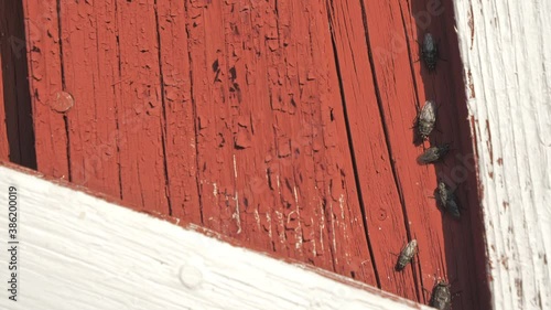 The bluebottle fly on the wall of the wooden house that is also called the meat fly photo