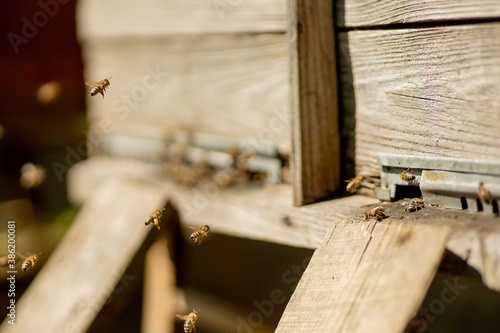 A close-up view of the working bees bringing flower pollen to the hive on its paws. Honey is a beekeeping product. Bee honey is collected in beautiful yellow honeycombs. © volody10