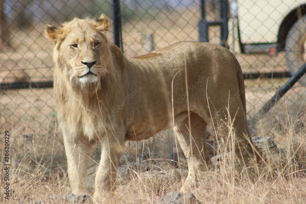 Naklejka premium Photo taken in Lion and Safaripark, Broederstroom, South Africa.