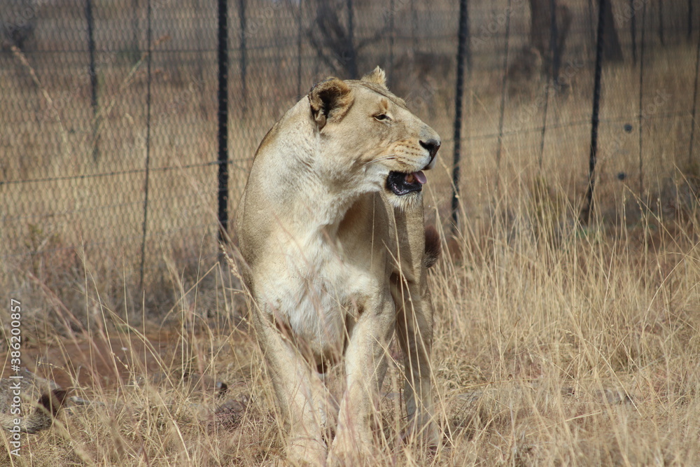 Photo taken in Lion and Safaripark, Broederstroom, South Africa. Photo taken in Lion and Safaripark, Broederstroom, South Africa.