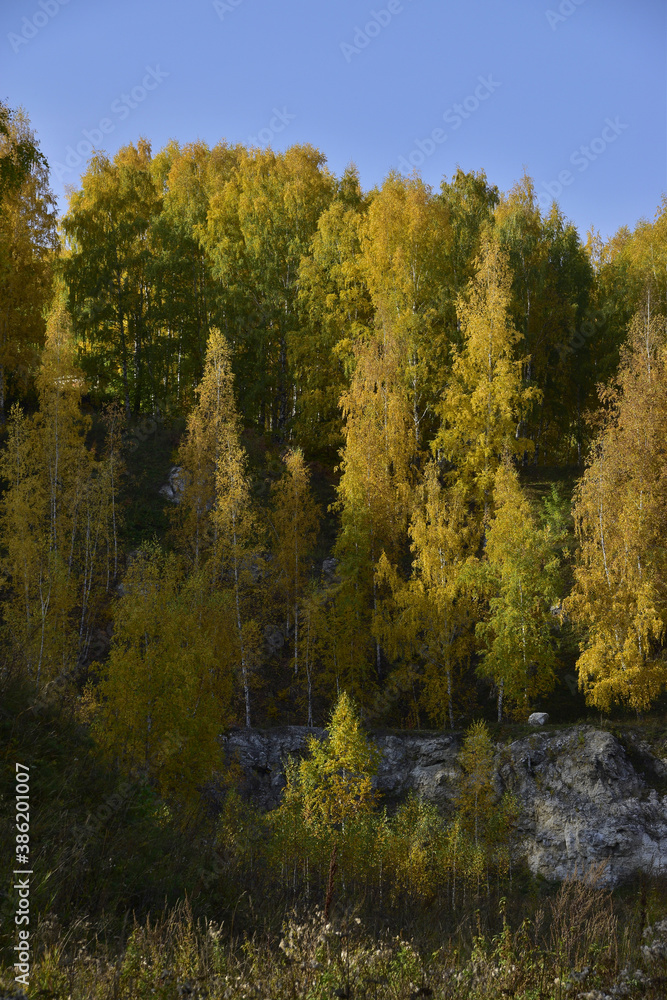 Yellow autumn birches on the ledges of an old gypsum quarry. In the foothills of the Western Urals, golden autumn is in full swing.