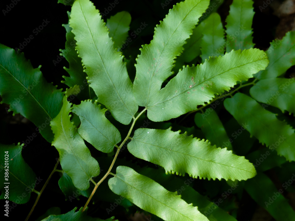 Lygodium microphyllum is green leaves, natural dark background & wallpaper. Lygodium microphyllum is green leaves, natural dark background & wallpaper.