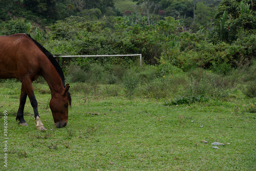 Naklejka premium horse and foal