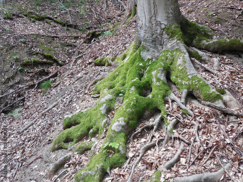 Fototapeta premium forest mushrooms pine beech trail stay roots moss wildlife