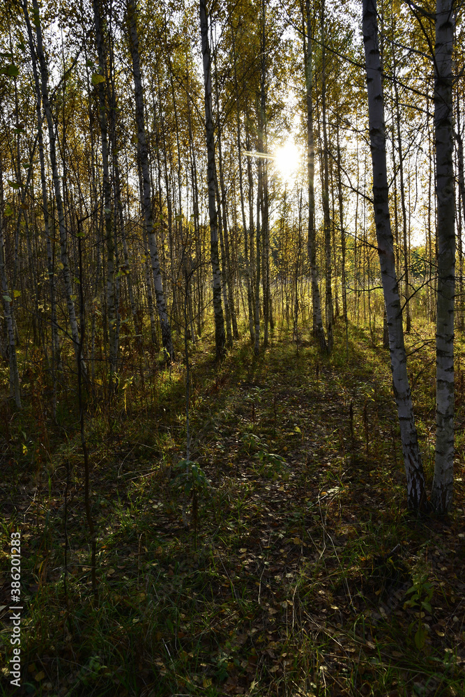 The setting sun shines through the yellow crowns of a young copse. In the foothills of the Western Urals, golden autumn is in full swing. The setting sun shines through the yellow crowns of a young copse. In the foothills of the Western Urals, golden autumn is in full swing.