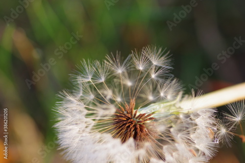 Dandelion seed macro © Michelle