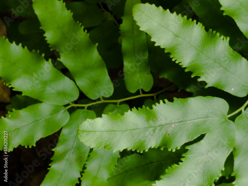 Lygodium microphyllum is green leaves, natural dark background & wallpaper. 