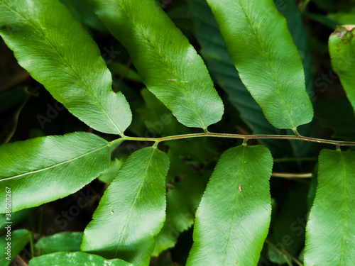 Lygodium microphyllum is green leaves, natural dark background & wallpaper. 