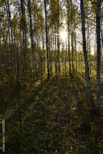The setting sun shines through the yellow crowns of a young copse. In the foothills of the Western Urals, golden autumn is in full swing. © FMVideo
