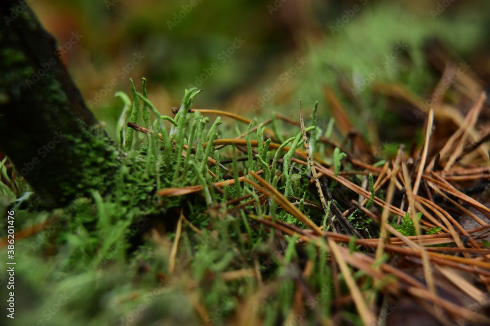 Moss and Lichen on the surface of old tree in the autumn forest macro