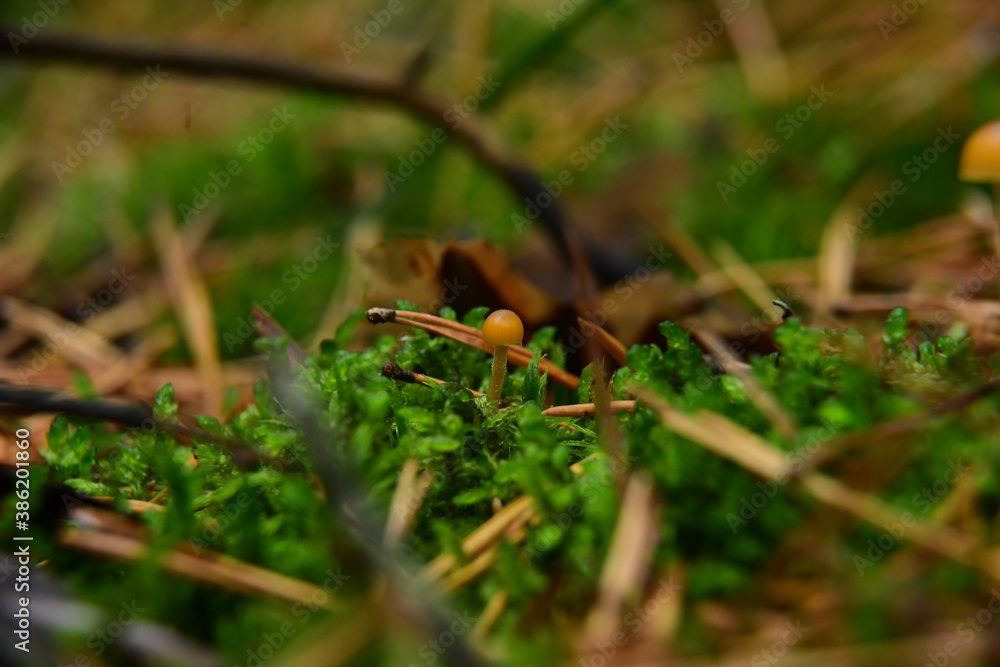Poisonous mushroom (fungus, toadstools) in surroundings moss in the autumn forest Poisonous mushroom (fungus, toadstools) in surroundings moss in the autumn forest
