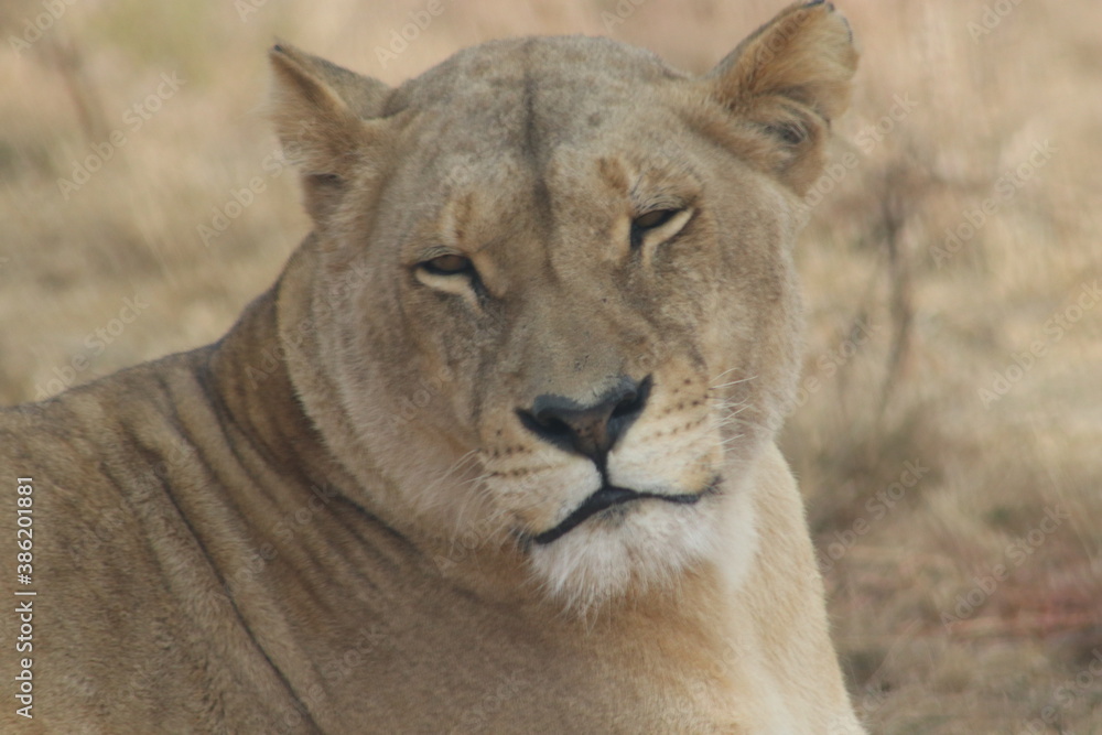 Photo taken in Lion and Safaripark, Broederstroom, South Africa. Photo taken in Lion and Safaripark, Broederstroom, South Africa.