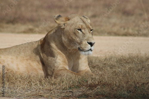 Photo taken in Lion and Safaripark  Broederstroom  South Africa.