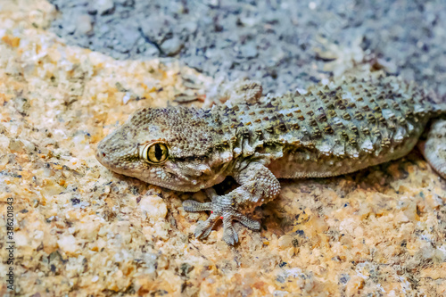 Common hunting gecko