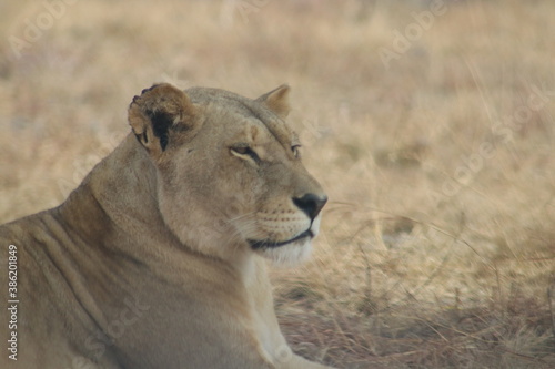 Photo taken in Lion and Safaripark, Broederstroom, South Africa. © Sethumaathavan