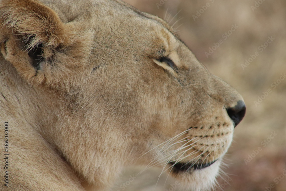 Obraz premium Photo taken in Lion and Safaripark, Broederstroom, South Africa.
