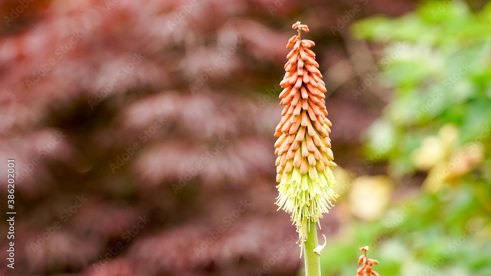 Kniphofia also known as red hot poker or torch lily
