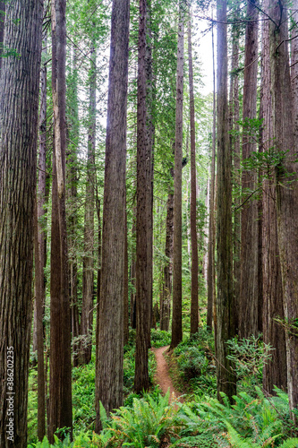 West Ridge & Prairie Creek Hike, Redwoods National Park (Prairie Creek Redwoods State Park, California, USA