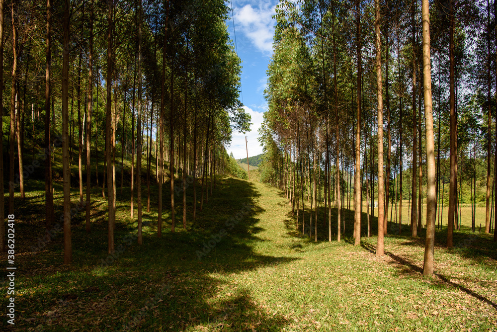 Fototapeta premium alley in the park