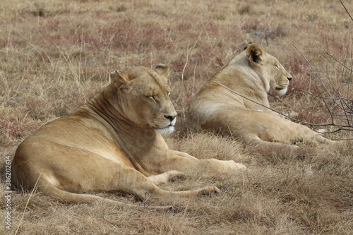 Photo taken in Lion and Safaripark  Broederstroom  South Africa.