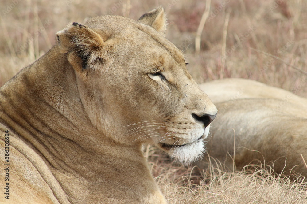 Photo taken in Lion and Safaripark, Broederstroom, South Africa.